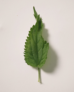 Nettle Leaf Extract